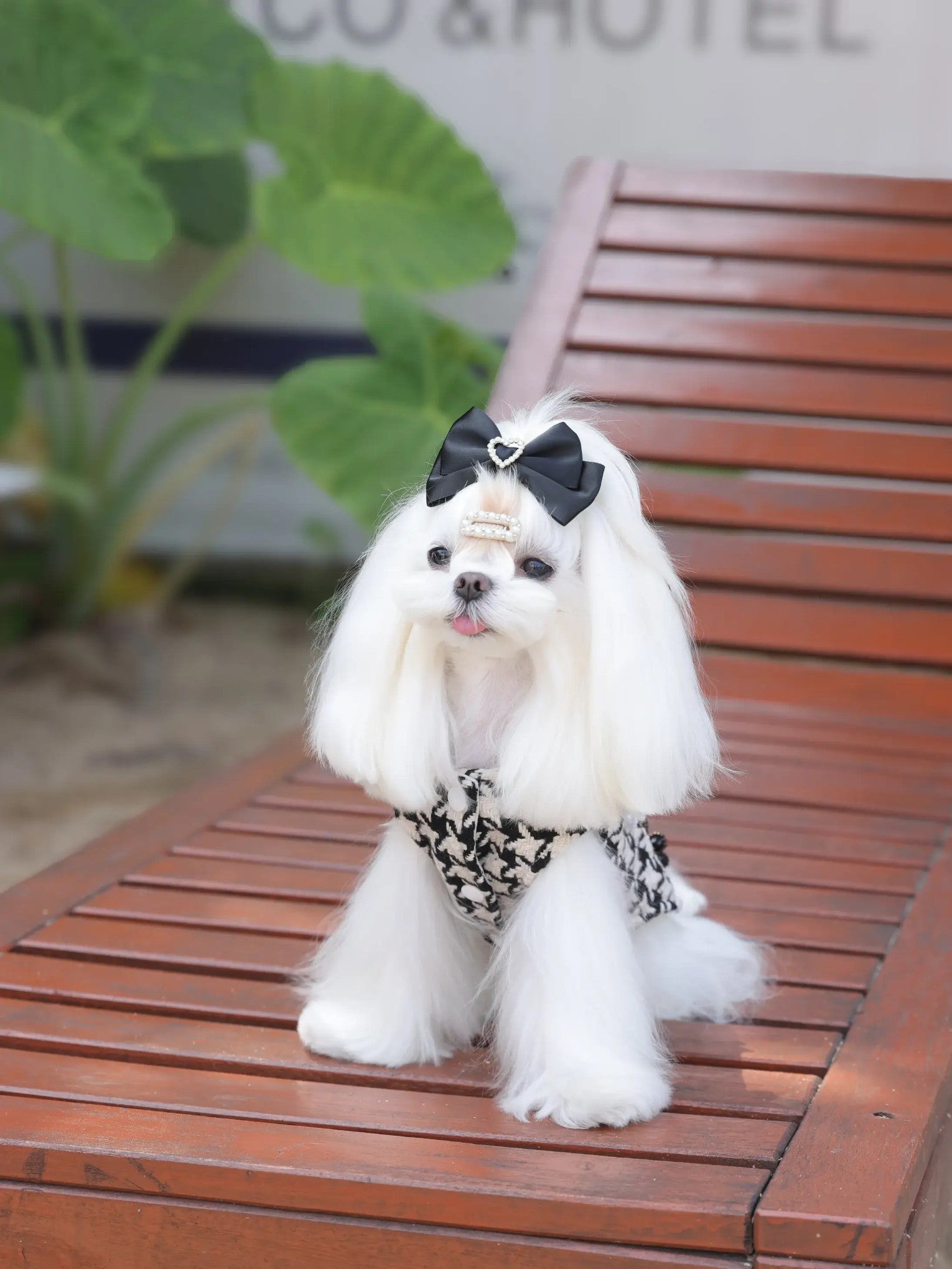 Beaumont Royal Dress – British Style Warm Dog Dress for Small Dogs, Elegant Fleece Design