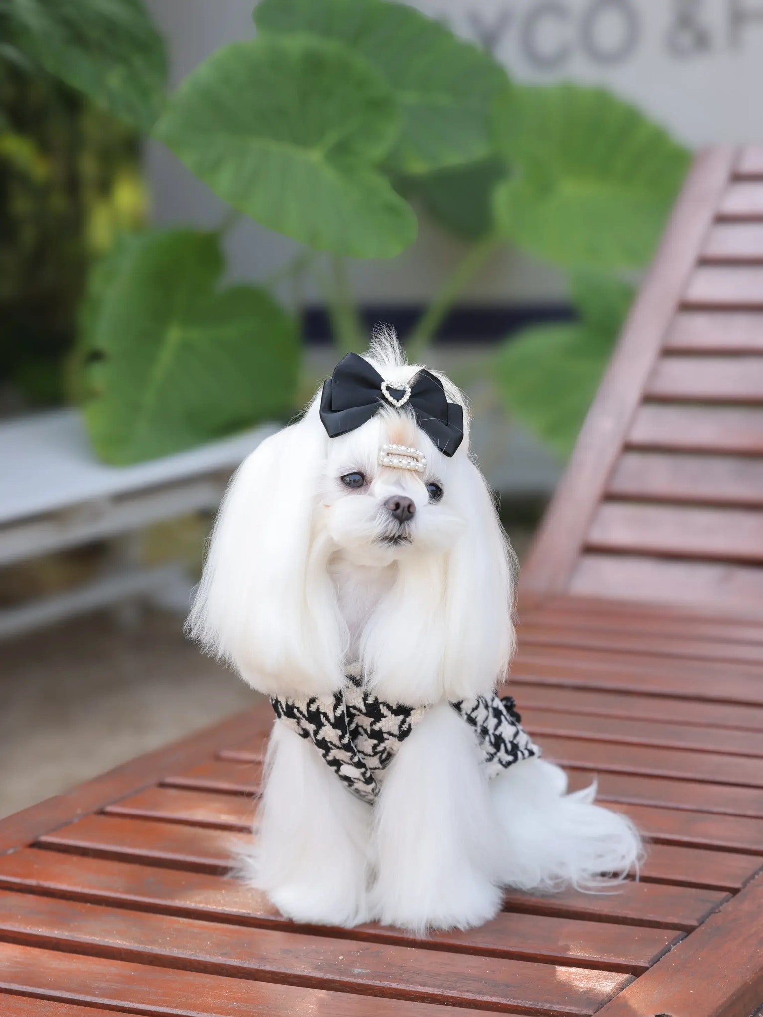 Beaumont Royal Dress – British Style Warm Dog Dress for Small Dogs, Elegant Fleece Design