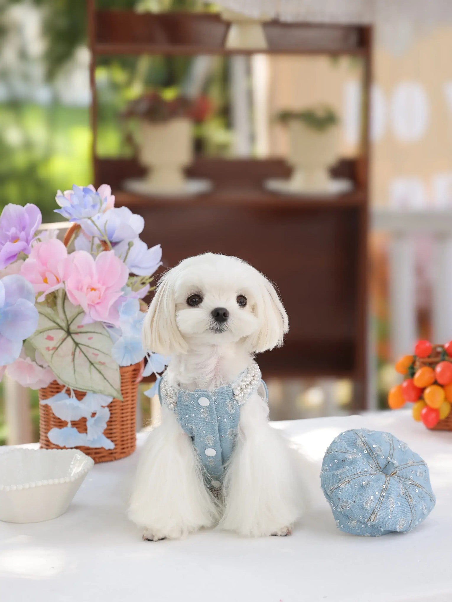 Denim Dream Vest – Cozy Fleece-Lined Dog Jacket for Small Dogs, Light Blue INS Style