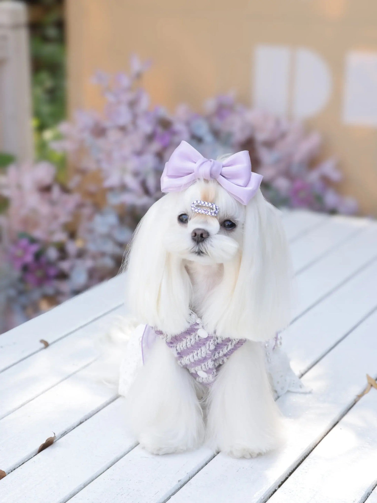 Améthyste Winter Dress – Plush Princess Dog Dress in Grape Ice for Small Dogs