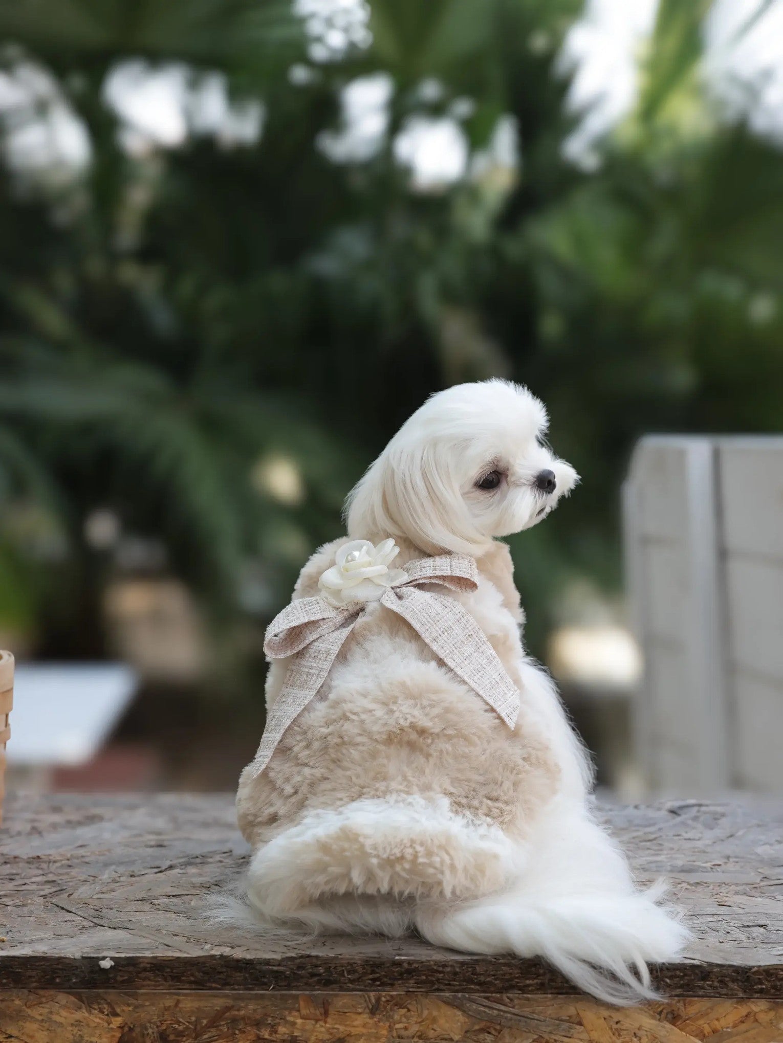 Yuki Whisper Coat – Soft Fleece Korean Style Dog Jacket for Small Dogs