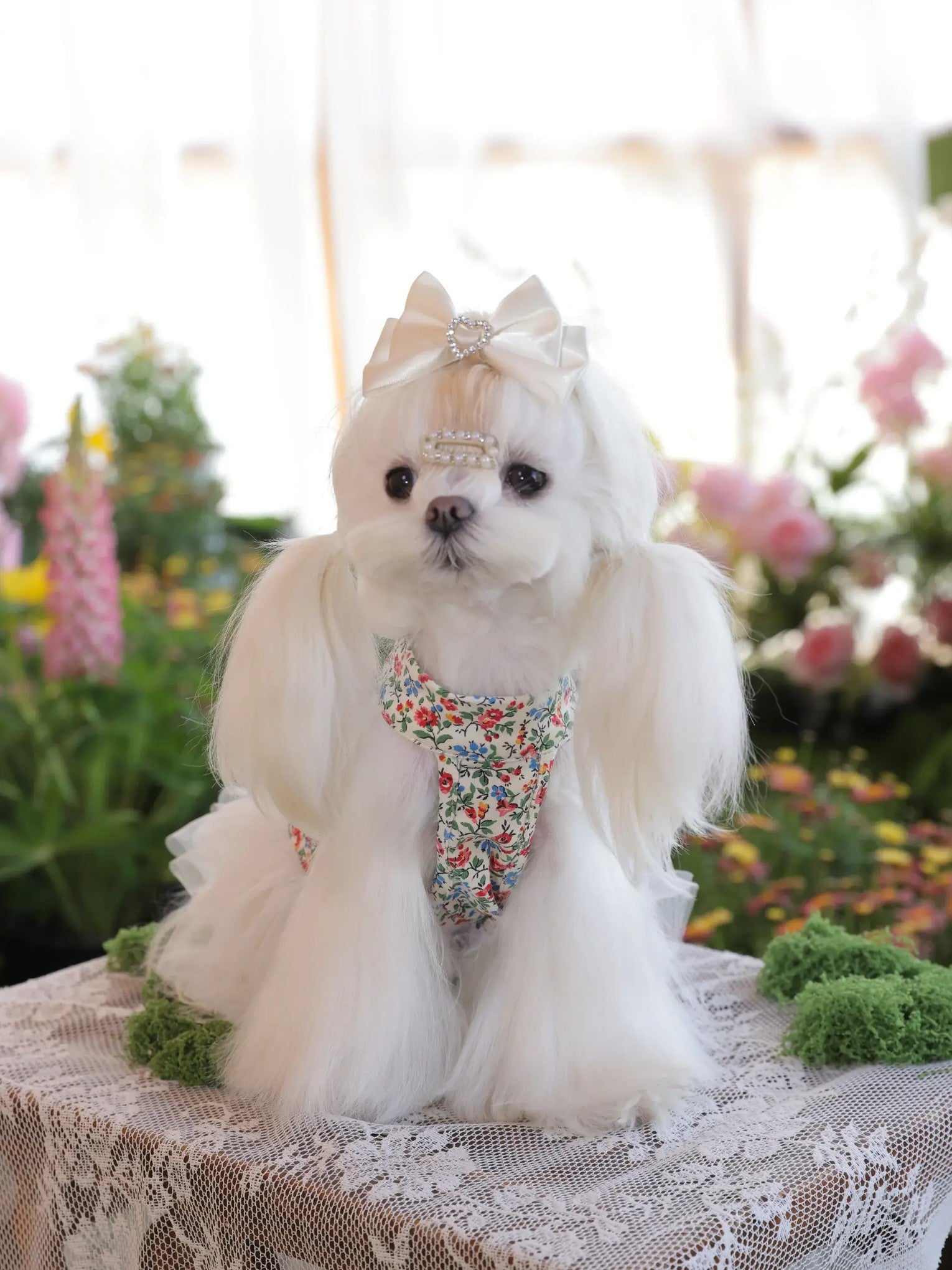 Sora Blossom Vest – Japanese Floral Cotton Dog Outfit for Small Dogs