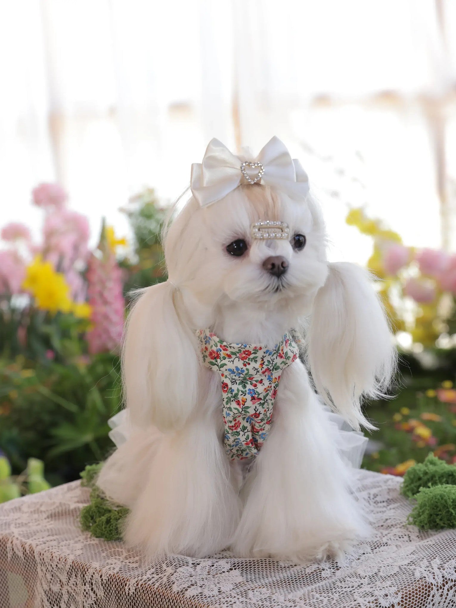 Sora Blossom Vest – Japanese Floral Cotton Dog Outfit for Small Dogs