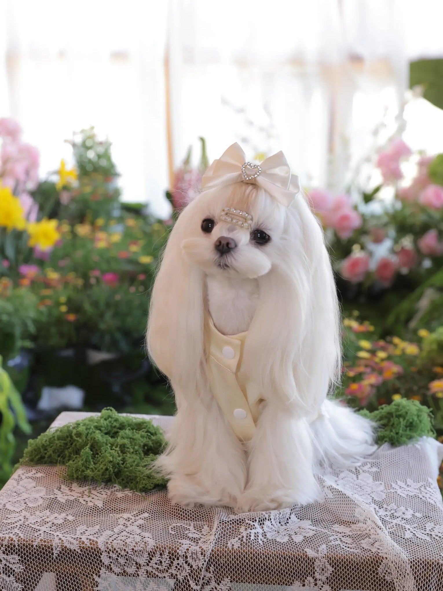 Lumière Crystal Dress – Premium Champagne Dog Dress with Rhinestones for Small Dogs