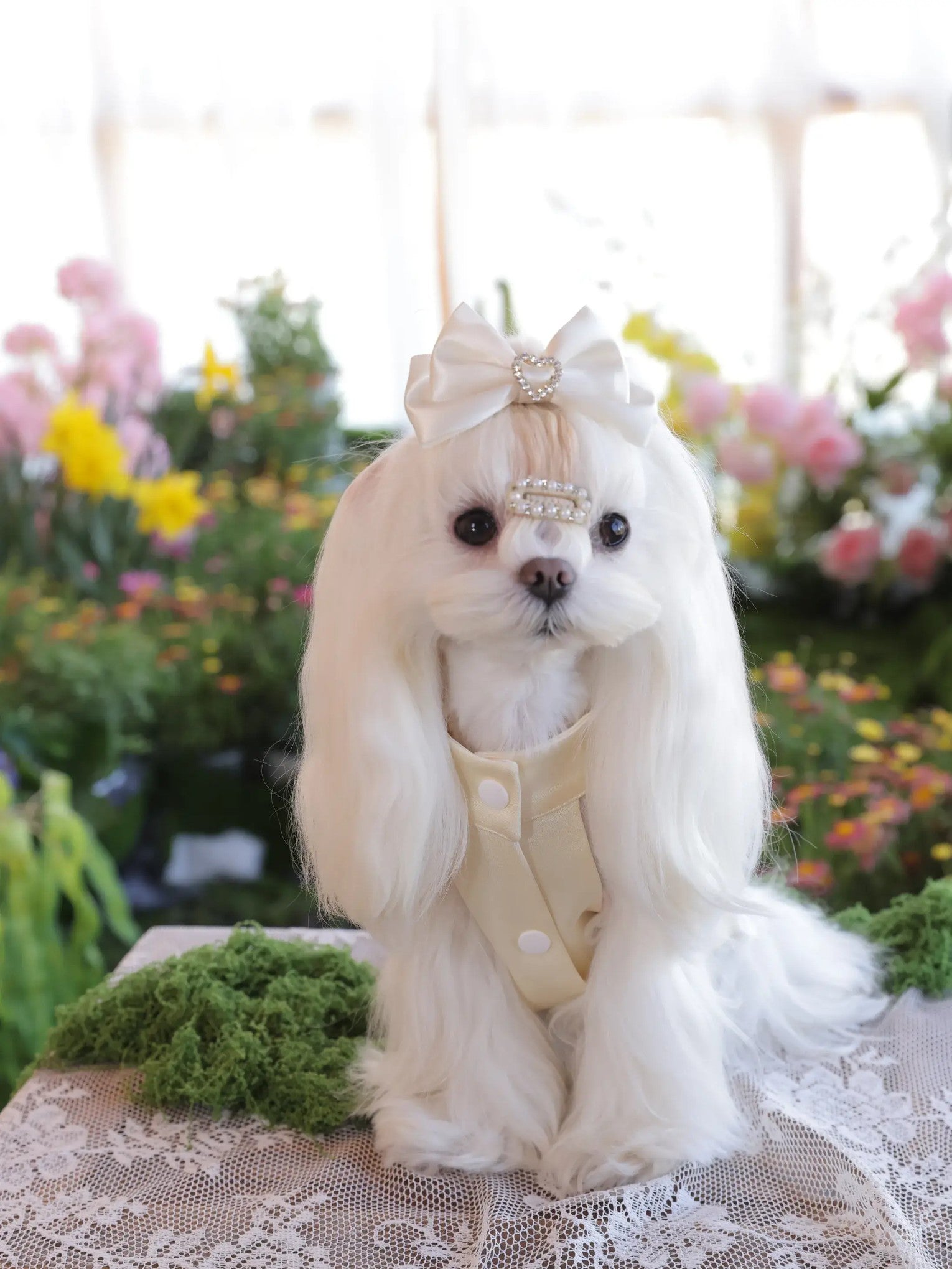 Lumière Crystal Dress – Premium Champagne Dog Dress with Rhinestones for Small Dogs