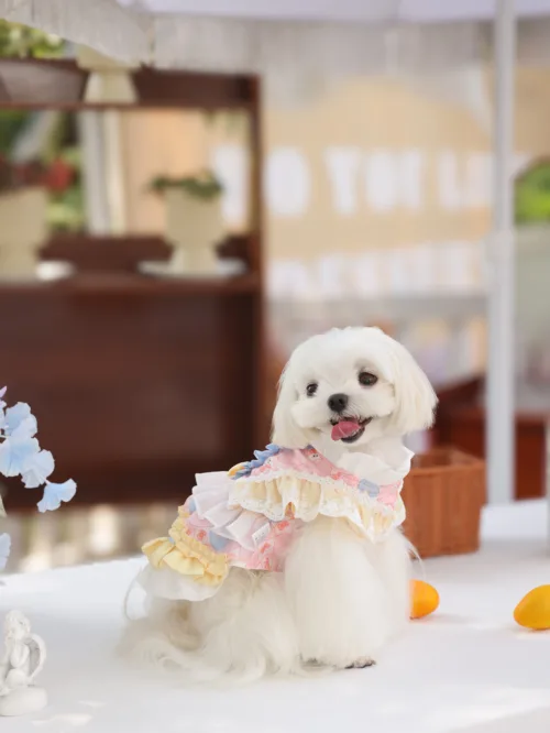 Elegant Lolita Dog Dress for Small Dogs – Cute & Premium Polyester Outfit